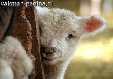 schapenwol isolatie, natuurlijke isolatie - 4