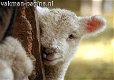 schapenwol isolatie, natuurlijke isolatie - 4 - Thumbnail