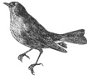 SALE TIM HOLTZ cling stempel Nature Walk Bird - 1 - Thumbnail