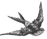SALE NIEUW TIM HOLTZ cling stempel Nature Walk Flying Bird. - 1 - Thumbnail