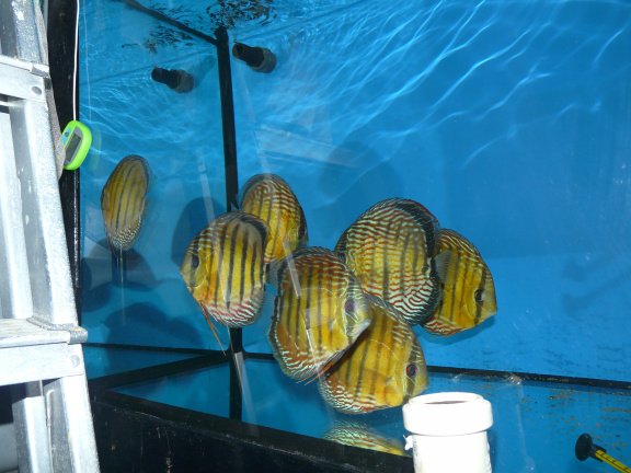 discus iripixi red - Afbeelding 2