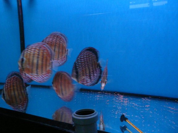 discus iripixi red - Afbeelding 3