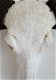 Gegraveerde buffel schedel, Buffelschedel gegraveerd bewerkt - 1 - Thumbnail