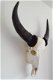 Gegraveerde buffel schedel, Buffelschedel gegraveerd bewerkt - 3 - Thumbnail