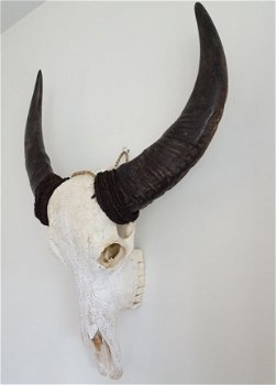 Gegraveerde buffel schedel, Buffelschedel gegraveerd bewerkt - 4