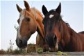Paardrijvakanties in Spanje - 2 - Thumbnail