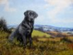 Hond in Engels landschap - Trevor Parkin - 2 - Thumbnail