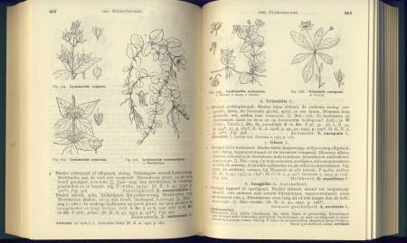 HEUKELS-VAN OOSTSTROOM**FLORA VAN NEDERLAND**TEXTUUR LINNEN - 7