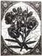 SALE NIEUW GROTE cling stempel Floral Collage Flowers van IBFS. - 1 - Thumbnail