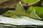 hypancistrus en andere soorten - Afbeelding 2