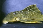 hypancistrus en andere soorten - Afbeelding 3