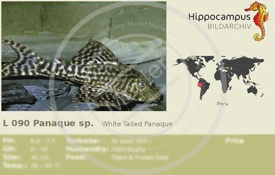 hypancistrus en andere soorten - Afbeelding 4