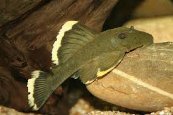 hypancistrus en andere soorten - Afbeelding 5