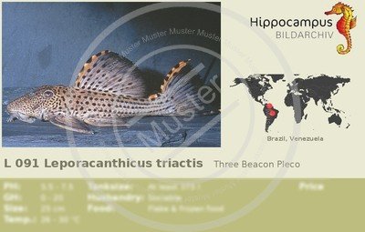 hypancistrus en andere soorten - Afbeelding 7