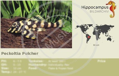 hypancistrus en andere soorten - Afbeelding 8