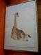Giraffe - J.B. Wiebenga 1905-1987 - 1 - Thumbnail
