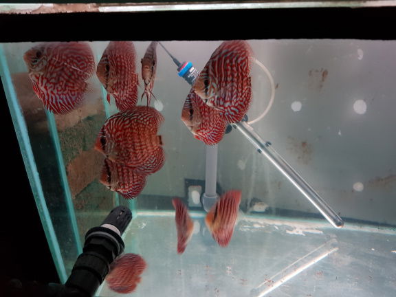 mosaic turqouise discus - nr. 1