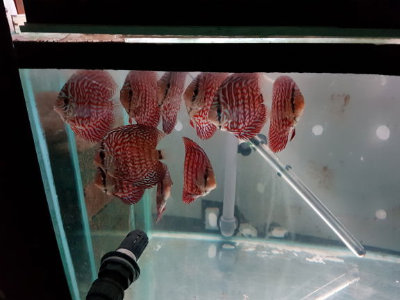 mosaic turqouise discus - Afbeelding 3