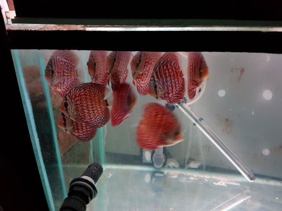 mosaic turqouise discus - Afbeelding 4