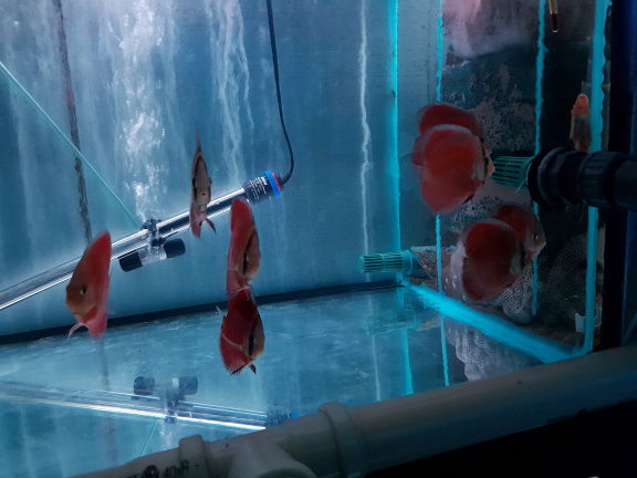 super red cover discus - Afbeelding 2