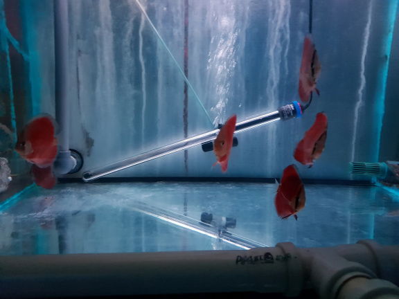 super red cover discus - Afbeelding 3