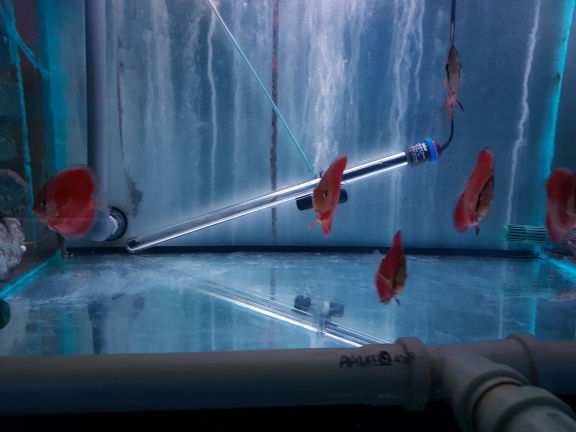 super red cover discus - Afbeelding 4