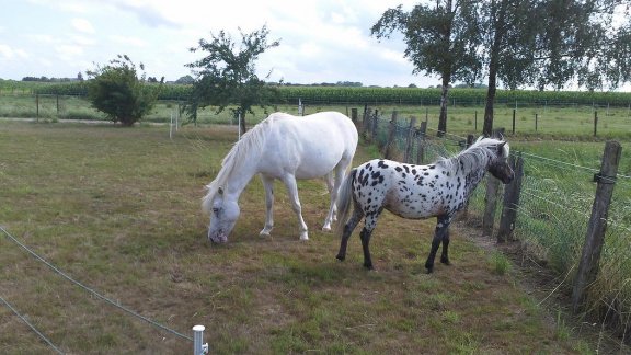 Pony Power voor Kids - cursus - 1