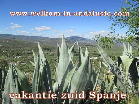 vakantiehuis, vakantiewoningen zomer SPANJE met zwembaden - 4