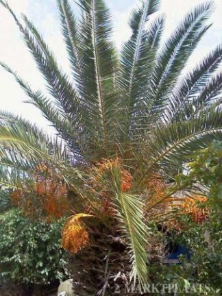 Palm, banaan, Oleander en zijdeboom zaad - nr. 1
