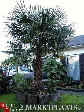 Winterhard palm boom zaad: 25 x Trachycarpus Fortunei - nr. 1