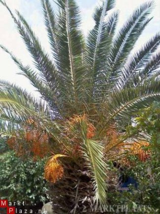 Palmzaden: 25 x Phoenix Canariensis - nr. 1