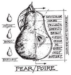 SALE TIM HOLTZ cling stempel Classics#1 Pear