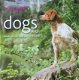 DOGS - 1 - Thumbnail