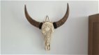 Echte gegraveerde buffel schedel, buffelschedel bewerkt - 1 - Thumbnail