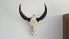 Echte gegraveerde buffel schedel, buffelschedel bewerkt - 2 - Thumbnail