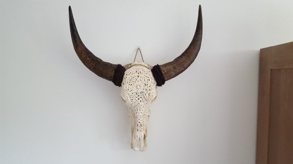 Echte gegraveerde buffel schedel, buffelschedel bewerkt - 3
