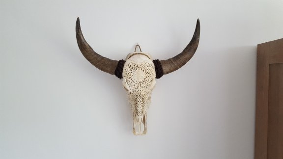 Echte gegraveerde buffel schedel, buffelschedel bewerkt - 4