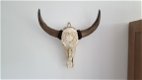 Echte gegraveerde buffel schedel, buffelschedel bewerkt - 4 - Thumbnail