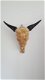 Echte gegraveerde buffel schedel, buffelschedel bewerkt - 5 - Thumbnail
