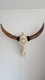 Echte gegraveerde buffel schedel, buffelschedel bewerkt - 6 - Thumbnail