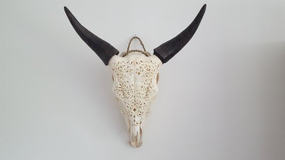 Echte gegraveerde buffel schedel, buffelschedel bewerkt - 8