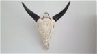 Echte gegraveerde buffel schedel, buffelschedel bewerkt - 8 - Thumbnail