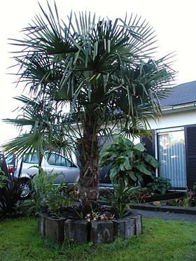 Palm en banaan zaden te koop - nr. 1