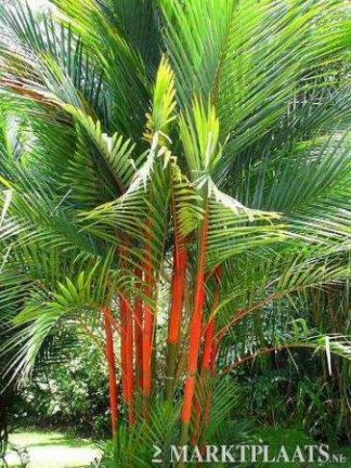 Palm en banaan zaden te koop - Afbeelding 2