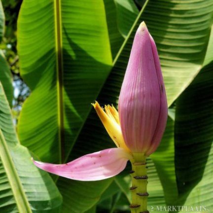 Palm en banaan zaden te koop - Afbeelding 4