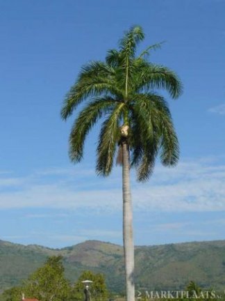 Palm en banaan zaden te koop - Afbeelding 5