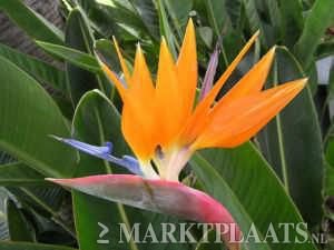 Palm en banaan zaden te koop - Afbeelding 6
