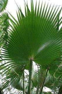 Palm en banaan zaden te koop - Afbeelding 7