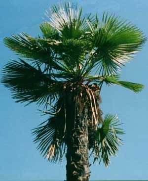 Palm en banaan zaden te koop - Afbeelding 8