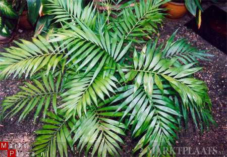 Palmzaden: 25 x Chameadorea Elegans - nr. 1